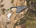 Sittelle torchepot (Sitta europaea) Sittelle torchepot, Sitta europaea, passereau, oiseau des bois, LPO, passériforme, Bretagne, Ille-et-Vilaine 