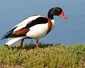 Tadorne de Belon mâle (Tadorna tadorna) Tadorne de Belon, Tadorna tadorna, ansériforme, anatidé, Vendée, oiseau migrateur 
