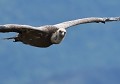 Vautour fauve (Gyps fulvus) Vautour fauve, Gyps fulvus, Accipitriformes, rapace, diurne, France, LPO 