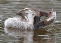 Grèbe à cou noir (Podiceps nigricollis) Grèbe à cou noir, Podiceps nigricollis, Podicipédiforme, grèbe, Bretagne, migrateur, oiseau de mer, bord de mer, polder, côte atlantique 