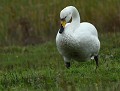 Cygne de Bewick (Cygnus columbianus bewickii) anatidé, Cygne chanteur, Cygnus cygnus, migrateur, oiseau d'eau, cygne, bord de mer, côtes atlantique, Finistère 