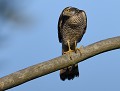 Épervier d'Europe femelle (Accipiter nisus) Épervier d'Europe, Accipiter nisus, rapace, diurne, oiseau de proie, oiseau, Eddie Roy 