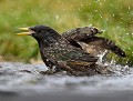 Étourneau sansonnet (Sturnus vulgaris) Étourneau sansonnet, Sturnus vulgaris, passereau, passériforme, oiseau, migrateur, avifaune de Bretagne 