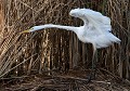 Grande Aigrette (Ardea alba) Grande Aigrette, Ardea alba, échassier, oiseau migrateur, Bretagne, Côtes d'Armor, Marécage, polder, bord de mer, oiseau blanc 