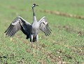 Grue cendrée (grus grus) Grue cendrée, grus grus, gruiforme, échassier, migrateur, granivore, Landes, instinct grégaire 