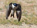 Hirondelle de fenêtre (Delichon urbicum) Hirondelle de fenêtre, Delichon urbicum, passereau, passériforme, oiseau migrateur, Bretagne, Eddie Roy 