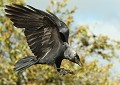 Choucas des tours (Coloeus monedula) Choucas des tours, Coloeus monedula, corvidé, oiseau sédentaire, LPO, Bretagne, Côtes d'Armor, Eddie Roy 