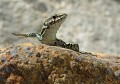 Lézard sicilien (Podarcis siculus) Lézard sicilien, reptile, saurien 