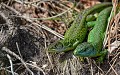 Lézards verts (Lacerta bilineata) Lézards verts, Lacerta bilineata, reptile, saurien, Bretagne, Finistère, morbihan, côtes d'armor, bord de mer 