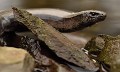 Orvet fragile femelle (Anguis fragilis) Orvet fragile femelle, Anguis fragilis, squamates, squamata, saurien, reptile 