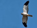 Busard Saint Martin mâle (Circus cyaneus, Côtes d'Armor, France). Busard Saint Martin, Circus cyaneus, rapace, landes, migrateur, oiseaux, oiseau de proie, Bretagne, Côtes d'Armor 