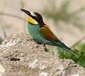 Guêpier d'Europe (Merops apiaster, Bretagne, France). Guêpier d'Europe, Merops apiaster, insectivore, oiseau migrateur, bord de mer, carrières, coraciiforme 