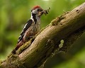 Pic mar femelle (Leiopicus medius, Côtes d'Armor, France). Pic mar femelle, Leiopicus medius, picidé, insectivore, canal, bord de rivière, Côtes d'Armor, Rostrenen 