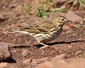 Pipit farlouse (Anthus pratensis, Finistère, France). Pipit farlouse, Anthus pratensis, passereau, passériforme, oiseau migrateur, avifaune 