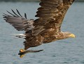 Pygargue à queue blanche (Haliaeetus albicilla) et anguille (Allemagne). Pygargue à queue blanche, Haliaeetus albicilla, anguille, Marécage, oiseau sédentaire, Poméranie, rapace diurne, oiseau de proie 