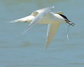 Sterne Caugek (Thalasseus sandvicensis) et Lançon (Vendée, France). Sterne Caugek, Thalasseus sandvicensis, lançon, sterne, charadriiforme, laridés, bord de mer, galaise, haute mer 