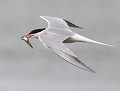 Sterne pierregarin (Sterna hirundo)   et sardine (Vendée, France). lançon, sardine, sterne, charadriiforme, laridés, bord de mer, galaise, haute mer, Sterna hirundo 