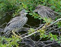 Bihoreaux gris (Nycticorax nycticorax, région centre, France) Bihoreaux gris, Nycticorax nycticorax, nidicole, oisillon, échassier, pélécaniforme, oiseau migrateur, période estivale, France, Gironde 