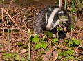 Blaireautin européen (Meles meles, en Bretagne, France) Blaireautin européen, blaireau, Meles meles, mammifère, campagne, espèce menacée, extinction 