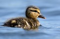Caneton de Canard colvert (Anas platyrhynchos, en Côtes d'Armor, France) Caneton de Canard colvert, Anas platyrhynchos, ansériforme, anatidés, oiseau d'eau, étangs, marécage, colvert 