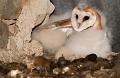 Chouette effraie (Tyto alba, Côtes d'Armor, France) Chouette effraie, Tyto alba, rapace nocturne, rapace, dame blanche, ruine, prédateur, carnivore, Bretagne, Côtes d'Armor, Eddie Roy 