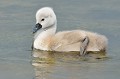 Cygneau tuberculé (Cygnus olor, Finistère, France) cygneau, cygne, cygne tuberculé, Cygnus olor, ansériforme, anatidé, bord de mer, polder, roselière, marécage 