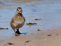 Partir à la découverte du Monde...(Caneton d'Eider à duvet : Somateria mollissima, Écosse) Caneton d'Eider à duvet, Eider à duvet, canard, oiseau migrateur, ansériforme, Écosse, Somateria mollissima 
