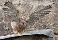 Tout jeune Faucon crécerelle juste sorti du nid (Falco tinnunculus, Bretagne, France) Faucon crécerelle, Falco tinnunculus, oisillon, rapace diurne, rapace, oiseau de proie, faucon 
