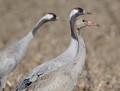 Jeune Grue cendrée et deux adultes (Grus grus, Landes, France) Grus grus, grue cendrée, échassier, gruiforme, oiseaux hivernants, oiseaux migrateur, Aquitaine 