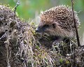 Tout jeune hérisson commun d'Europe en vadrouille (Erinaceus europaeus, Côtes d'Armor, France) Hérisson commun d'Europe, Erinaceus europaeus, bébé hérisson, mammifère, Erinaceomorpha, jardin 