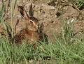 Levreau commun d'Europe (Lepus europaeus, Bretagne, France) Lièvre commun d'Europe,  Lepus europaeus, levreau, lagomorphe 