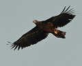 Pygargue à queue blanche juvénile (Haliaeetus albicilla, Allemagne) Pygargue à queue blanche, juvénile, rapace diurne, rapace, oiseau de proie, aigle pêcheur, Allemagne, Poméranie occidentale 