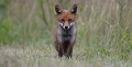 Le beau bébé aussi surpris que moi (Renard roux : Vulpes vulpes, Côtes d'Armor, France). En captivité l'espérance de vie d'un Renard atteint 12 à 15 ans, dans la nature elle ne dépasse pas 2 ou 3 ans... (chasse, déterrages en tous genres, trafic routier...) Renardeau, renard roux,  Vulpes vulpes, prédateur, muloter, canidé, Bretagne, Côtes d'Armor 