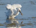 Toute jeune Spatule blanche (Platalea leucorodia, Picardie, France) Platalea leucorodia, spatule blanche, échassier, pélécaniforme, oiseau migrateur, marécage, roselière, polder, Bretagne, Morbihan, protection animale, extinction 
