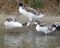 Petite fratrie de canetons de Tadornes de Belons (Tadorna tadorna, Vendée, France) Tadorna tadorna, Tadorne de belon, canard, caneton, ansériforme, anatidé, oiseau migrateur, bord de mer, polder 