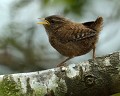 Punk is not dead : 1er sortie hors du nid pour ce petit Troglodyte mignon (Troglodytes troglodytes, Côtes d'Armor, France). Troglodyte mignon, oisillon de troglodyte, oisillon, nidicole, oiseau sédentaire, zone boisée, bois, forêt, jardin, oiseau du jardin 