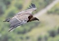 Vautour fauve juvénile (quasi adulte : Gyps fulvus, Drôme, France). Vautour fauve, oiseau de proie, rapace diurne, montagne, Ardèche, charognard, opportuniste, carnivore, prédateur, carnassier 