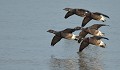Bernaches cravants (Branta bernicla) Bernaches cravants, instinct grégaire, bord de mer, côte atlantique, Branta bernicla, ansériforme, petite oie, bernaches, Vendée 