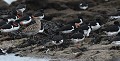 Instinct grégaire entre espèces : Courlis cendré au cœur d'une colonie d'Huîtriers pies Huitrier pie, courlis cendré, instinct grégaire, colonie d'oiseaux, bord de mer, marécage, côte atlantique, limicole, charadriiforme 