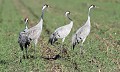 Grues cendrée (Grus grus) Colonie, grue cendrée, Grus grus, instinct grégaire, échassier, gruiforme, Aquitaine 