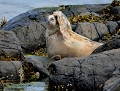 Oh non...Pas lui ! (Phoque commun : Phoca vitulina) phoque commun Phoca vitulina , phoque, phoques, veau marin, veaux marins 