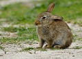 Lapereau de garenne (Oryctolagus cuniculus, Bretagne, France) Lapin de garenne, Oryctolagus cuniculus, garenne, lagomorphe, mammifère 