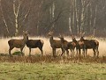 Instinct grégaire (petit groupe de Cerfs élaphes constitué de 5 biches et d'un jeune Cerf : Cervus elaphus) Cerf élaphe, biche, harde de cerfs, cervidés, libre et sauvage, Bretagne 