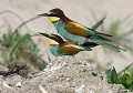 Mélange de gènes...(Couple de Guêpiers d'Europe : Merops apiaster) Génétique, mélange de gènes, guêpiers d’Europe, oiseau migrateur, insectivore, Eddie Roy 