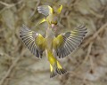 Le baston ! (Binôme de Verdiers d'Europe mâles : Chloris chloris) Verdier d'Europe, passereau, granivore, Chloris chloris, sport de combat, joute, oiseau belliqueux 