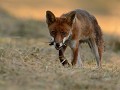 Renard roux et probable oisillon de grive musicienne (Vulpes vulpes, Bretagne, France). Renard roux, Vulpes vulpes, mammifère, prédateur, carnivore, goupil 