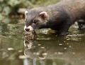 Putois d'Europe (Mustela putorius) et Ecrevisse de Louisiane (Côtes d'Armor, France). Putois d'Europe, Mustela putorius, écrevisse de Louisiane, opportuniste, charognard, zone humide, mammifère 