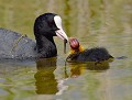 Foulque macroule et son petit (Fulica atra, Picardie, France) Foulque macroule, oisillon, nidifuge, zone humide, marécage, polder, oiseau migrateur, oiseau d'eau,  Fulica atra 