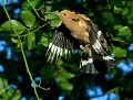 Huppe fasciée (Upupa epops, Ille-et-Vilaine, France). Huppe fasciée, Upupa epops, Bucérotiformes, oiseau insectivore, oiseau migrateur, Bretagne, Ile-et-vilaine, oiseau d'Afrique 