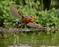 Rougegorge familier (Erithacus rubecula) Rougegorge familier, Erithacus rubecula, passereau, passériforme, oiseau du jardin, insectivore, granivore, oiseau migrateur 